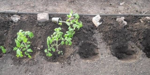 Prerasle sadnice paradajza - kako saditi